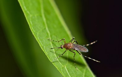 Eine Fliege sitzt auf einem grünen Blatt.